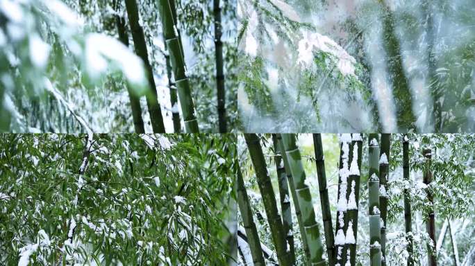 竹与雪