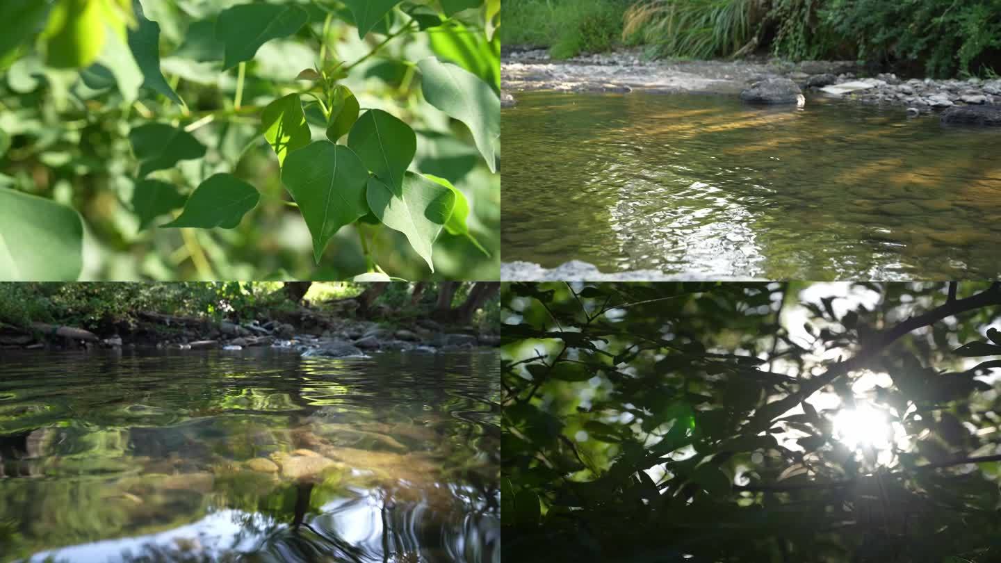 麻雀，阳光，流水，树叶林荫（原色—卫）