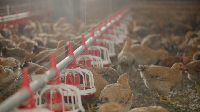 肉鸡养殖厂