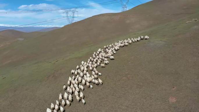 草场羊群航拍（合集）