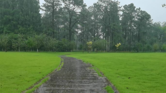 雨中森林草地