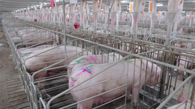 现代化种猪厂养猪厂