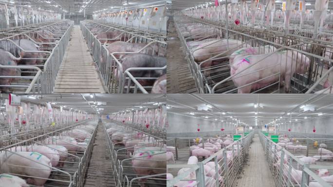 现代化种猪厂养猪厂
