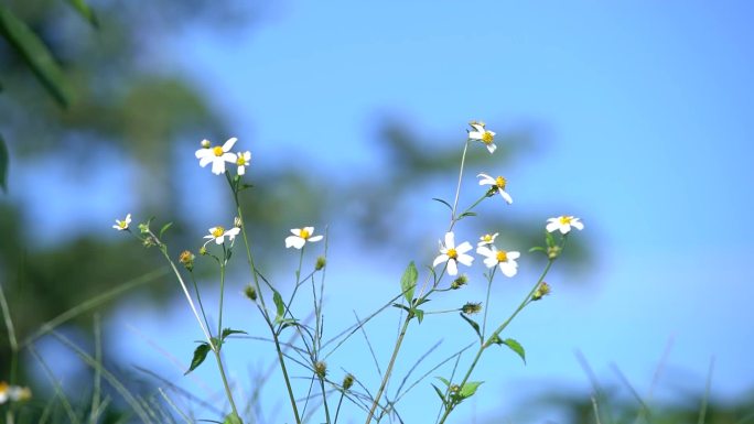 花被风吹