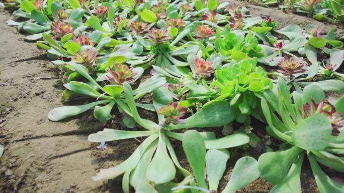 花卉种植花园种植植物园宝塔多肉养殖基地