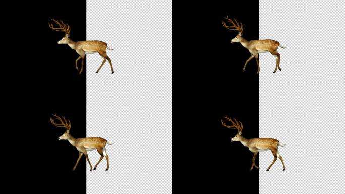 鹿，三维渲染，走动的鹿