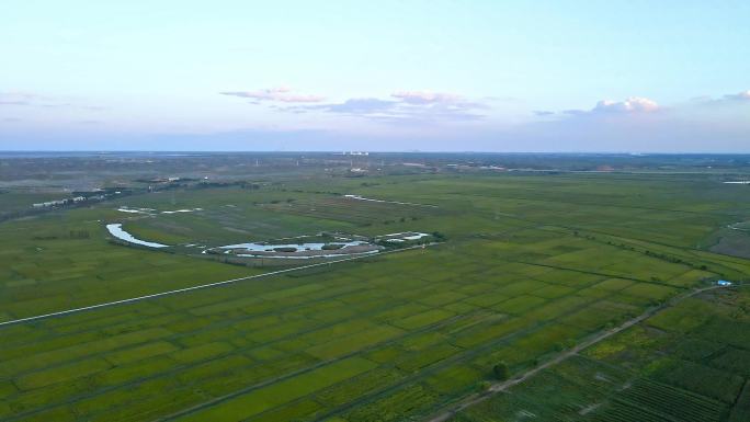 清晨河套平原水稻田产区