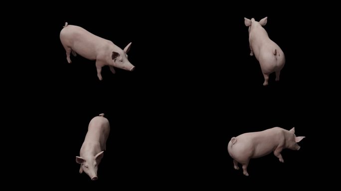 三维猪动画模型动画免扣带通道