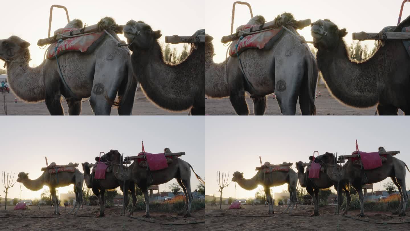 沙漠里的骆驼4k