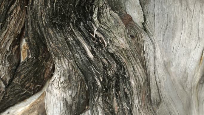 四百年古树树木纹理纹理扭曲的褶皱疙瘩