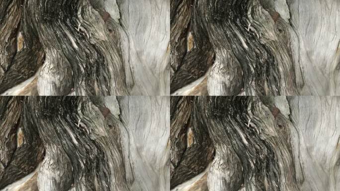 四百年古树树木纹理纹理扭曲的褶皱疙瘩