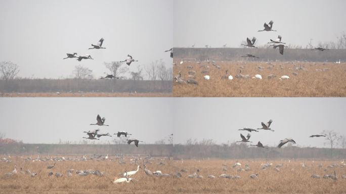 白鹤灰鹤在鄱阳湖保护区