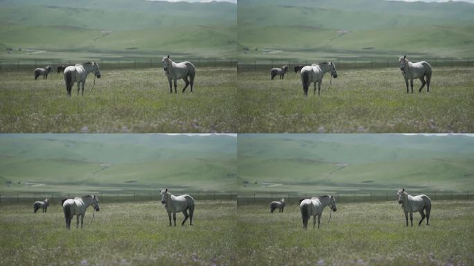 自然风光 川西 草原的马