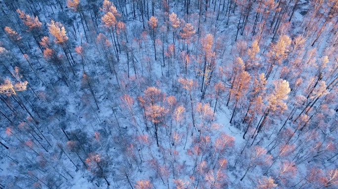 航拍雪原雪林红树梢