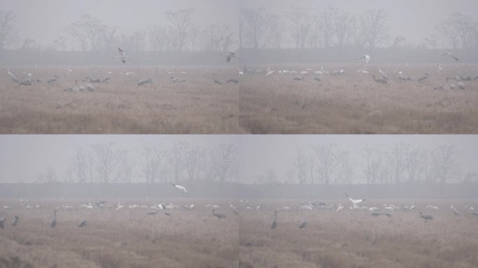 白鹤灰鹤在鄱阳湖保护区