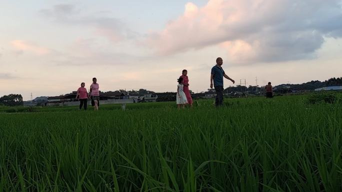 丽乡村景色旅游生态村落绿色植物水稻稻田