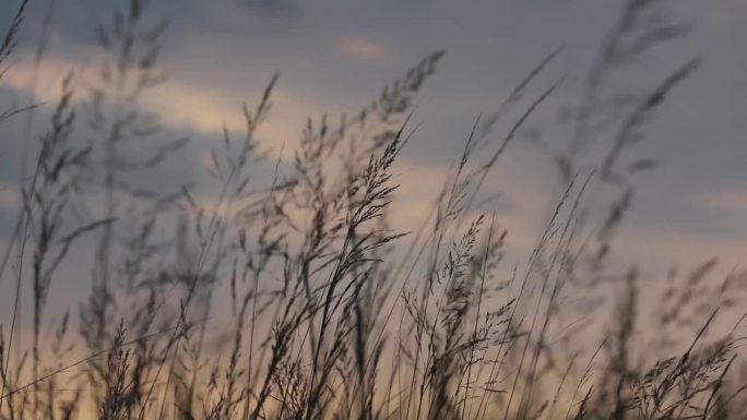 夕阳 稻草飞鸟