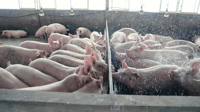 猪舍 家庭牧场 养猪场