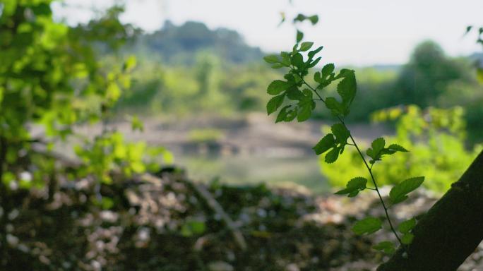 小树苗嫩芽