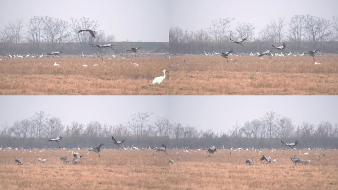 白鹤灰鹤在鄱阳湖保护区