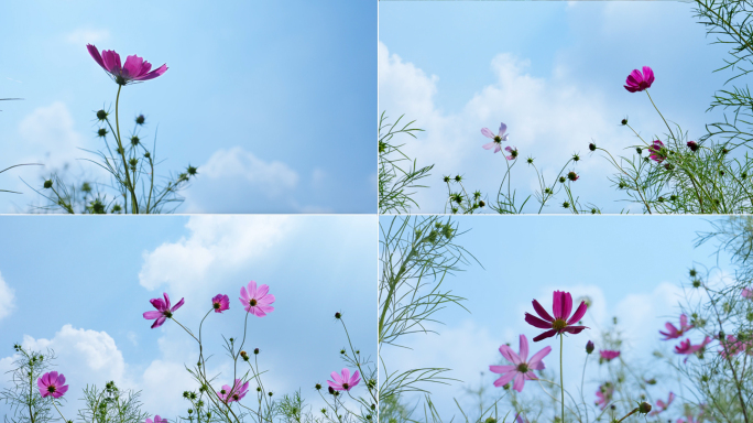 小清新花朵花瓣鲜花蓝天白云