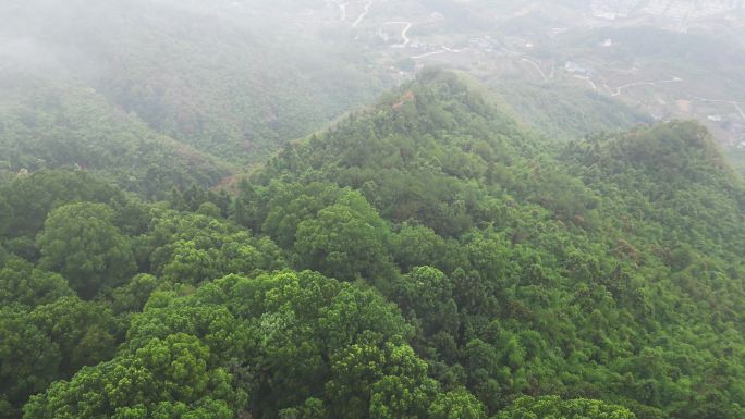 重庆山火后，北碚缙云山降雨，云雾缭绕航拍