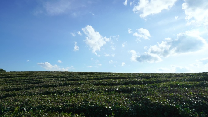 茶园延时蓝天白云草地绿植风光茶园茶叶