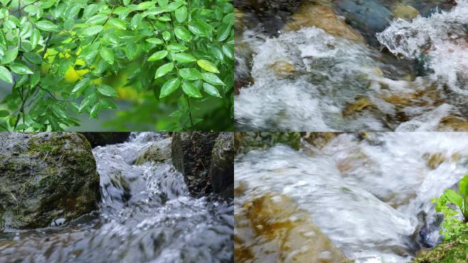 森林丛林湿地大自然下雨泉水流水河流小溪