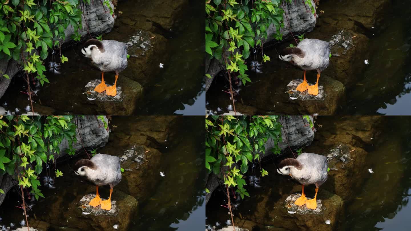 鸭子斑头雁在水面梳理羽毛