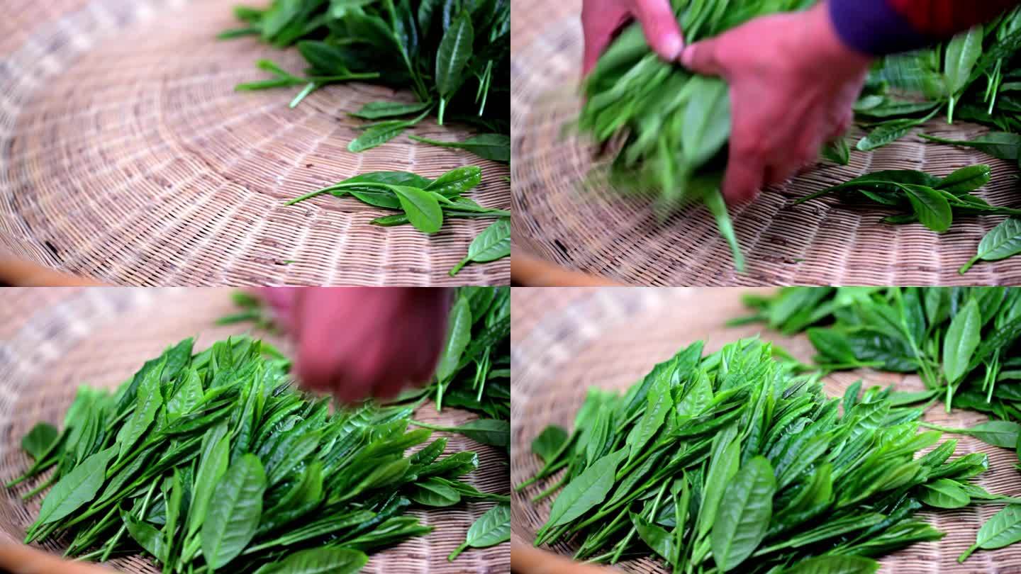 竹篓 绿茶 茶叶 太平猴魁 鲜叶
