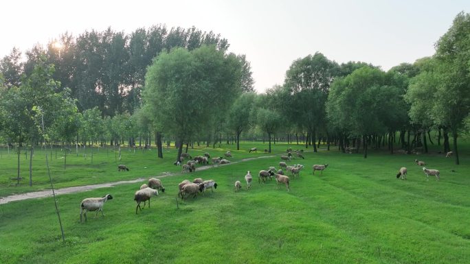 黄河生态 羊群吃草 羊群 黄河岸堤