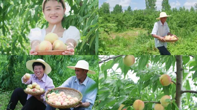 水蜜桃种植