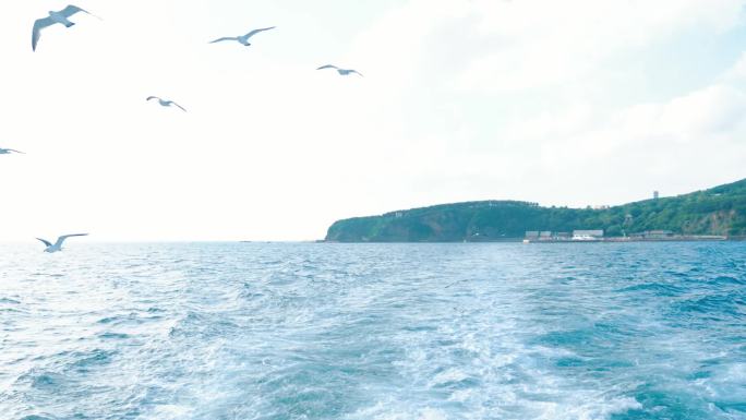 威海鸡鸣岛船上很多海鸥