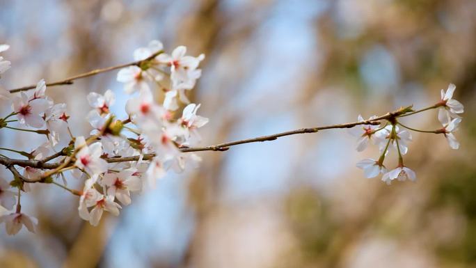 各种花