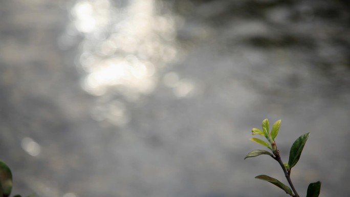 茶叶 水波 阳光 波光粼粼 河流 树芽