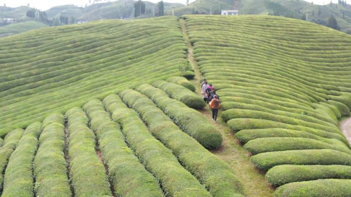 恩施 茶山 采茶 航拍