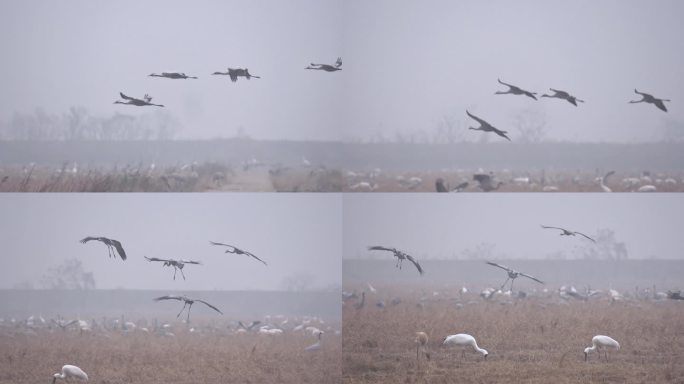 白鹤灰鹤在鄱阳湖保护区