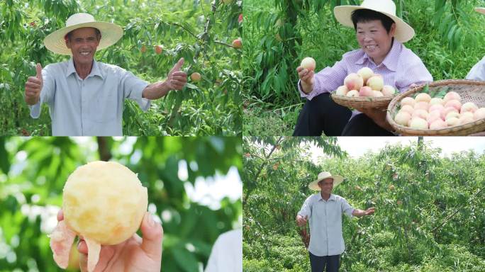 无锡水蜜桃种植