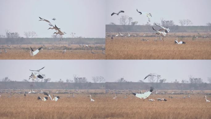 白鹤灰鹤在鄱阳湖保护区