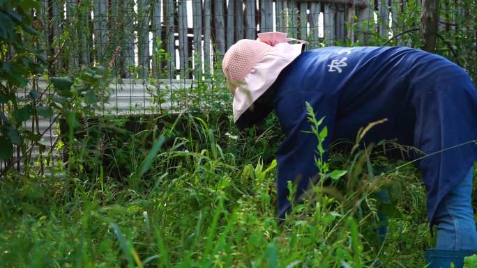 在家除草锄地白菜