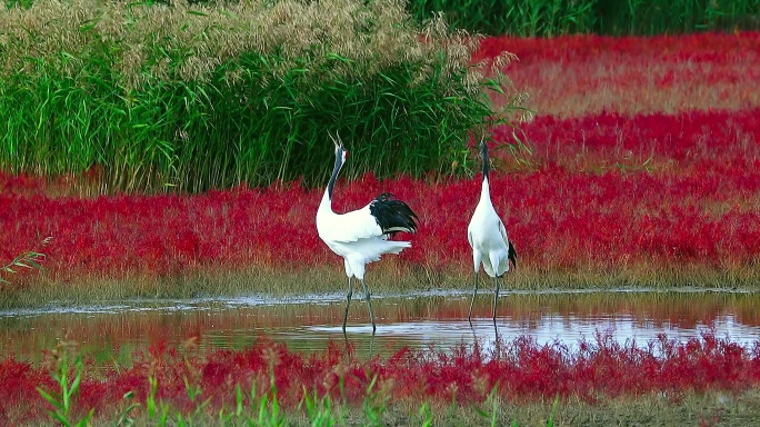 辽宁盘锦红海滩：丹顶鹤繁殖和栖息的家园