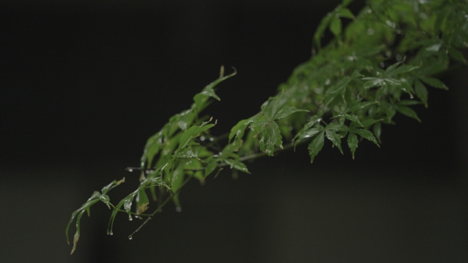 树叶雨滴