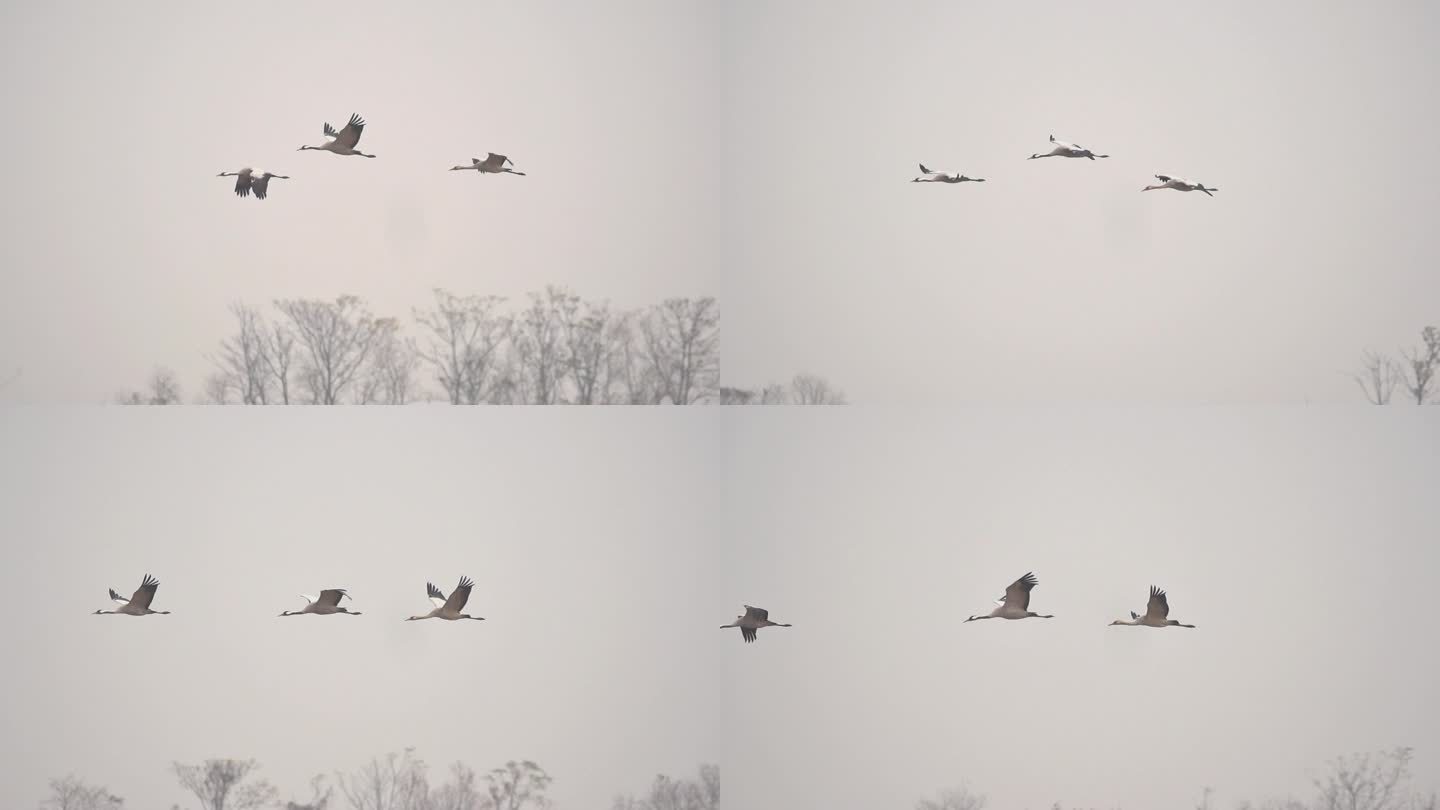 白鹤灰鹤在鄱阳湖保护区