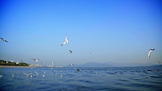 深圳湾自然湿地海鸥风光视频