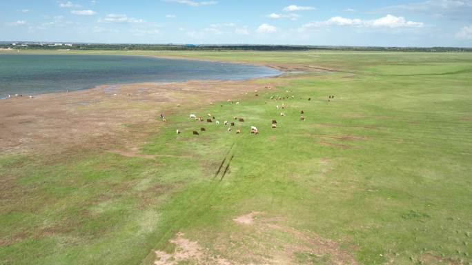 牛群湖边吃草、草原牛群