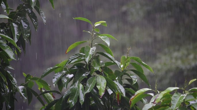 下雨天树木摇晃素材