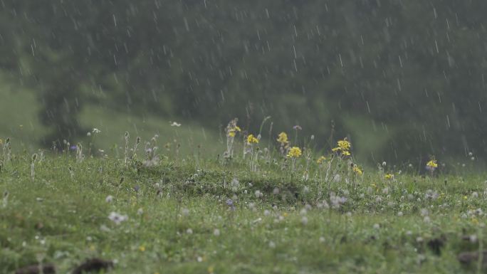 川西 野花 雨 (2)