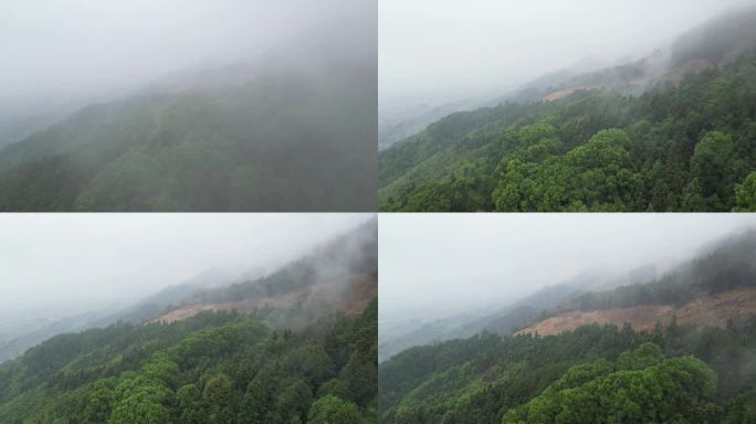 重庆山火后，北碚缙云山降雨，云雾缭绕航拍