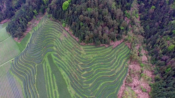 茶园 梯田 树林 俯拍