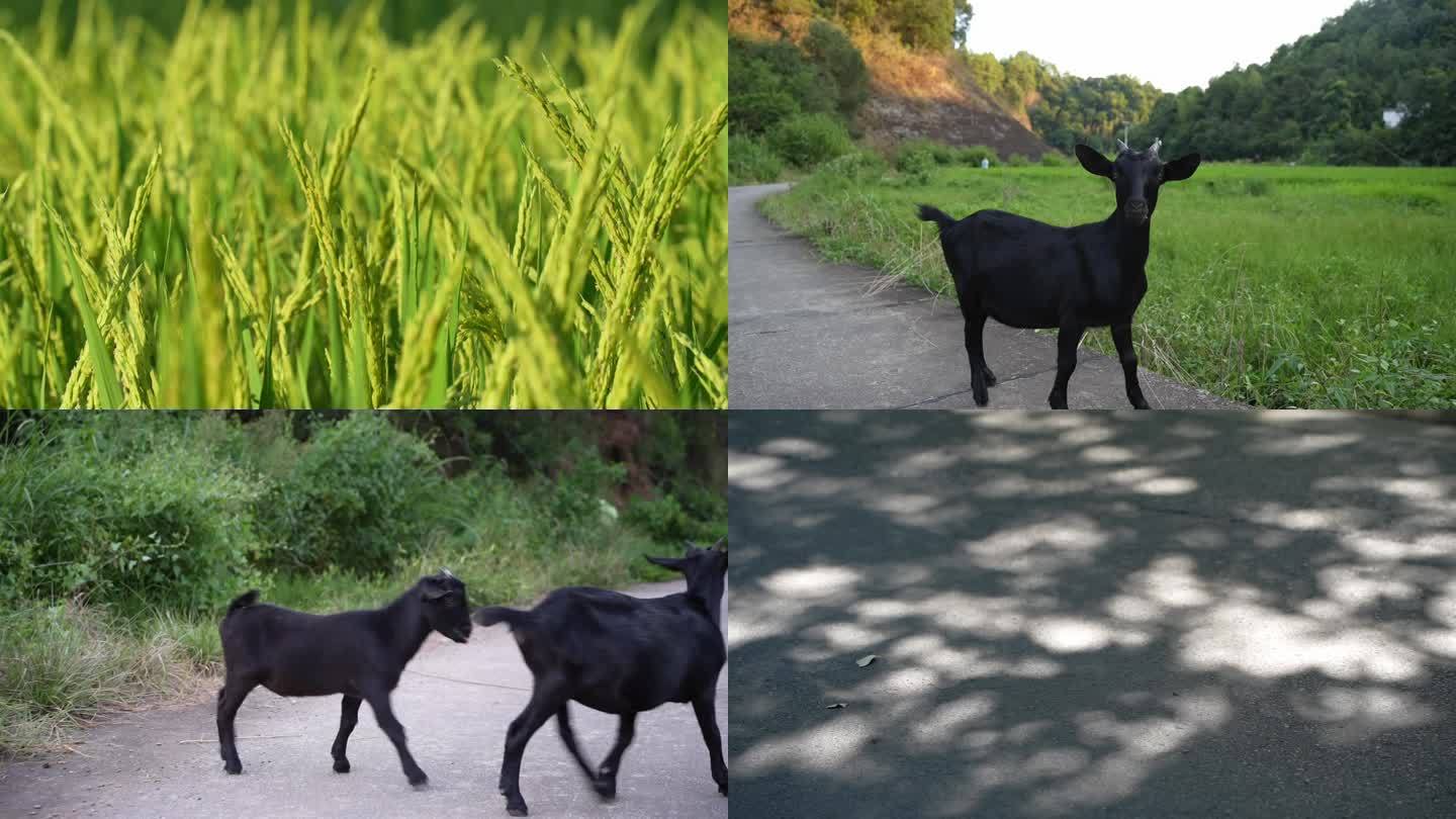 溪水，黑羊，孩子，蜻蜓（原色—卫）